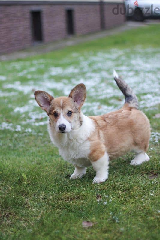 corgi puppies boys from Russia 4