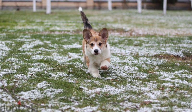 corgi puppies boys from Russia 5