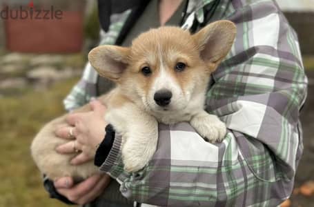 pembroke Welsh corgi boys from Russia