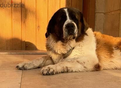 انثي سانت برنارد . . female saint bernard