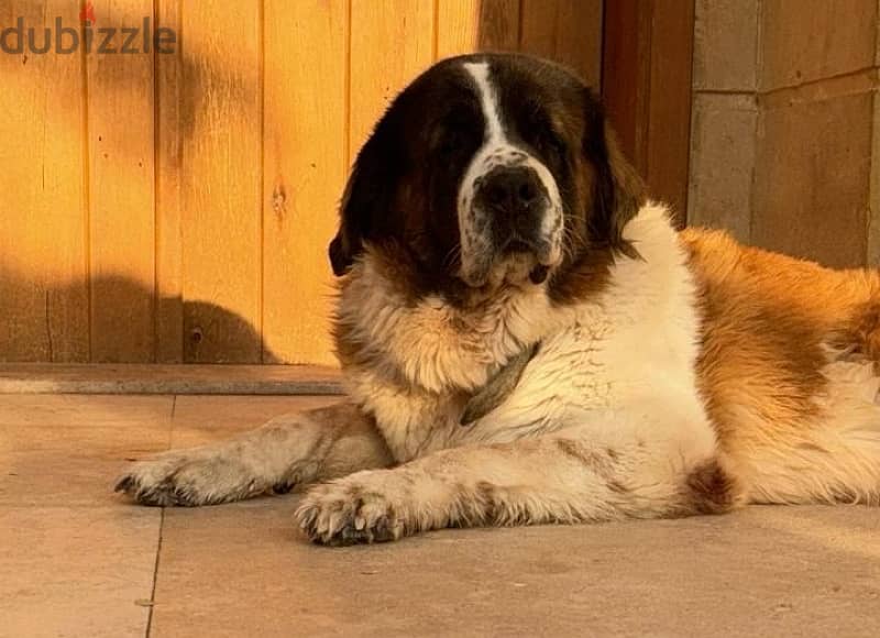 انثي سانت برنارد . . female saint bernard 0