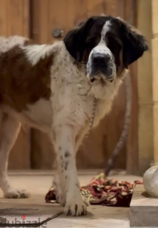 انثي سانت برنارد . . female saint bernard 0