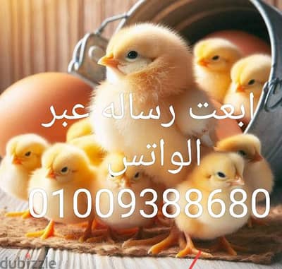 للإنتاج الطيور 01009388680