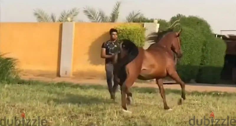 خيل عربي أصيل 1