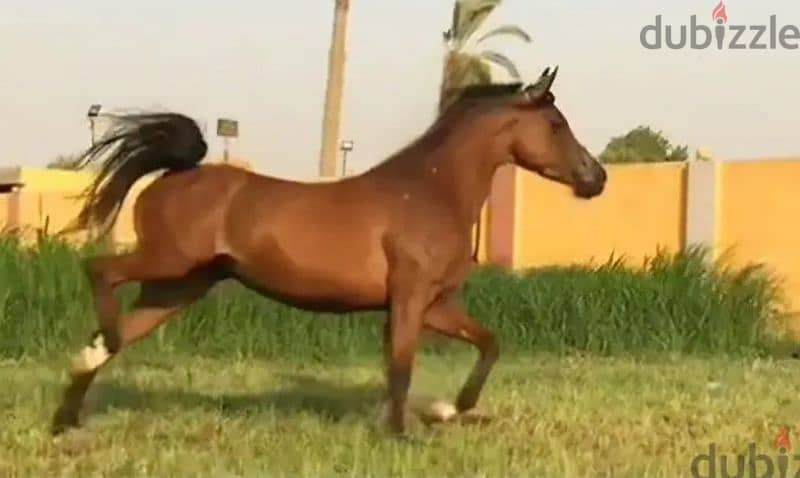 خيل عربي أصيل 2