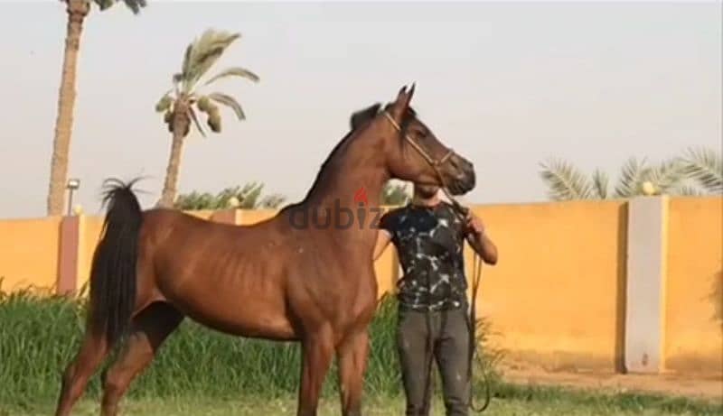 خيل عربي أصيل 3