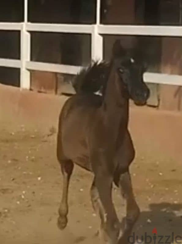 خيل عربي أصيل 4