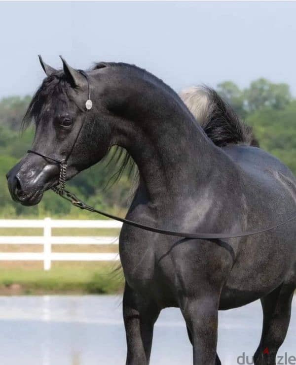 خيل عربي أصيل 5