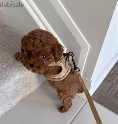 toy poodle puppies availble