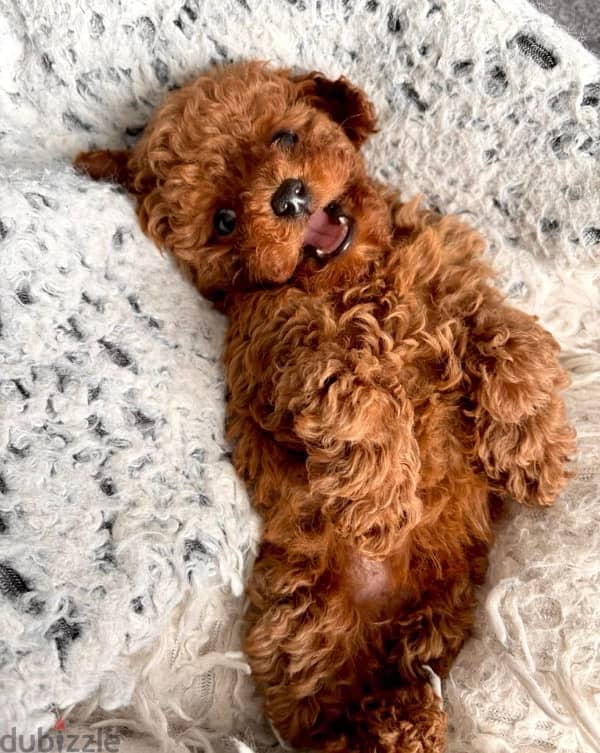 toy poodle puppies availble 2