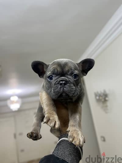 french bulldog فرينش بولدوج