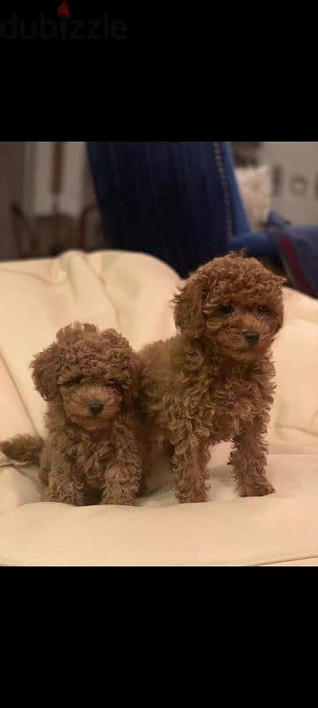 toy poodle puppies for sale imported parents