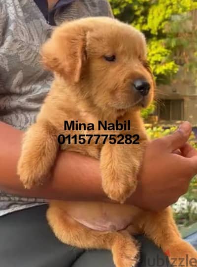 اجمد جراوى جولدن فمصر golden retriever puppies