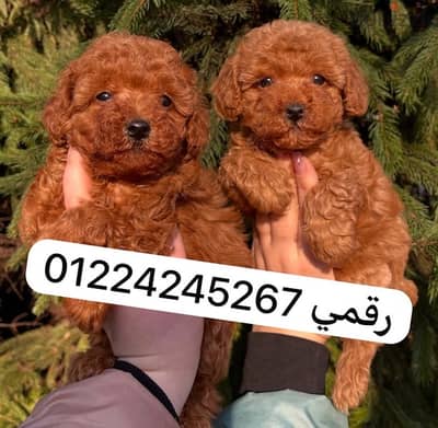 toy poodle 45 days