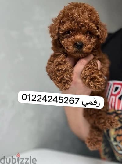 toy_poodle