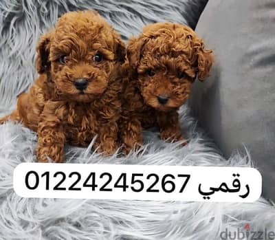 toy_poodle_ بودل