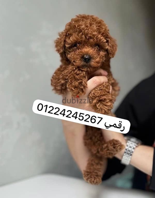 poodle_toy _pure 0