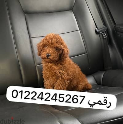 toy poodle