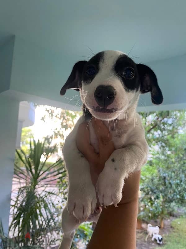 Jack Russell terrier جاك راسل 1