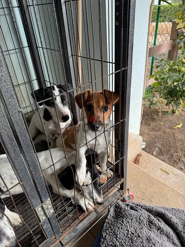 Jack Russell terrier جاك راسل 2