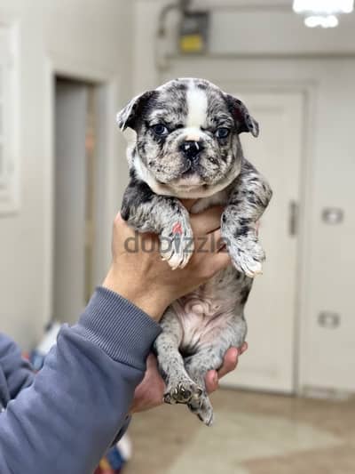 French bulldog فرينش بولدوج