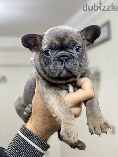 French bulldog فرينش بولدوج