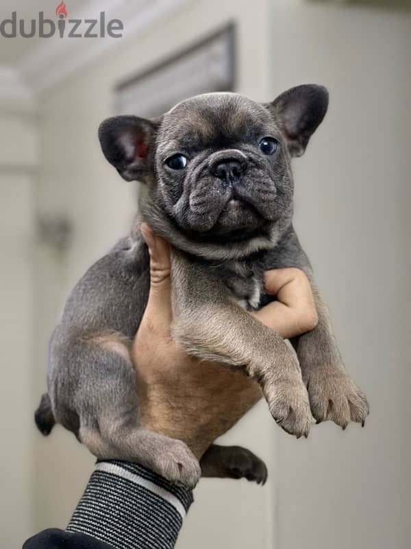 French bulldog فرينش بولدوج 1