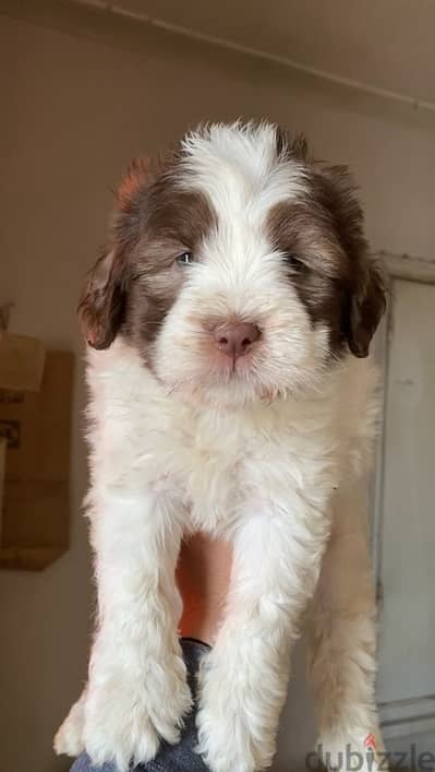 havanese puppies اجمل جراوي هفانيز