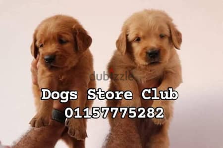 اجمد جراوى جولدن فمصر golden retriever puppies