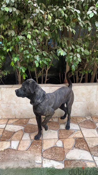 Black English mastiff pure breed