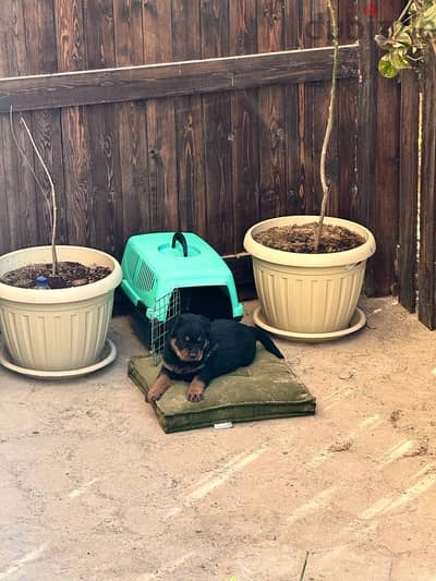 Rottweiler puppy 45 days male top breed