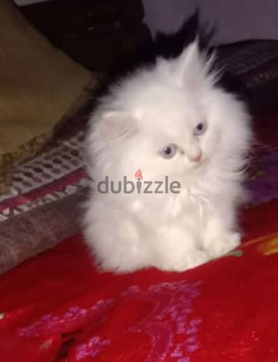 كيتن شيرازي هيمالايا بنت ولد بيور قطط male female cats shirazi pure