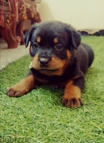 كلب روت وايلر الماني Rottweiler male & female