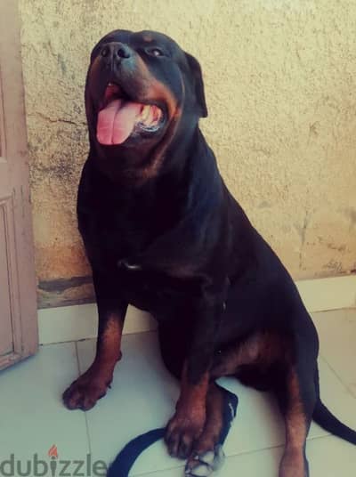 كلب دكر روت وايلر الماني  Rottweiler male