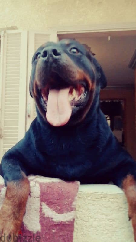 كلب دكر روت وايلر الماني  Rottweiler male 2