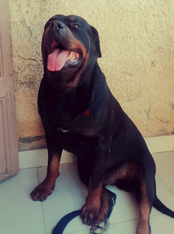 كلب روت وايلر  Rottweiler puppies 4