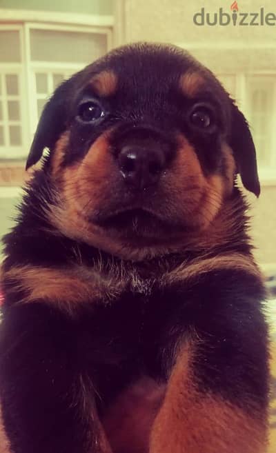 كلب روت وايلر الماني Rottweiler male & female