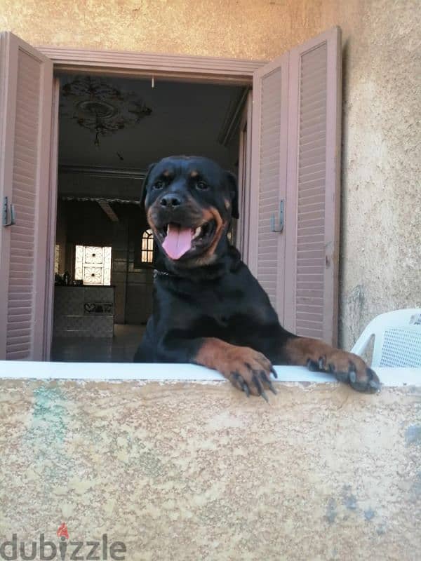 جراوي روت وايلر الماني Rottweiler male & female 1