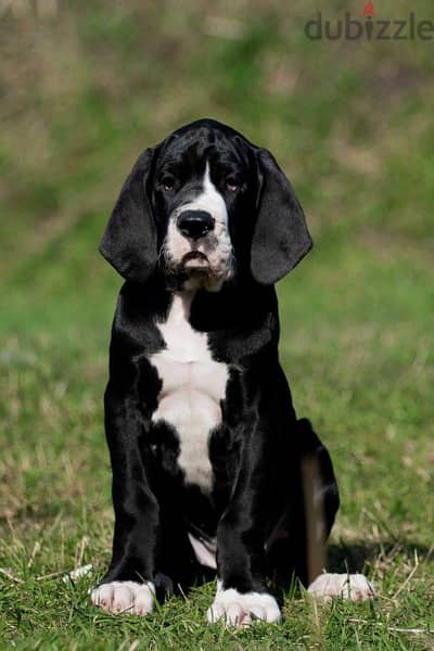 Imported High Quality Black Great Dane Puppies