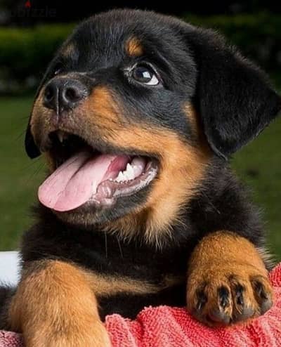 كلب روت وايلر  Rottweiler puppies