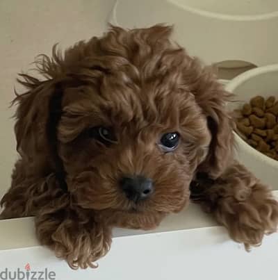 toy poodle