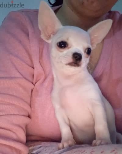 Male chihuahua