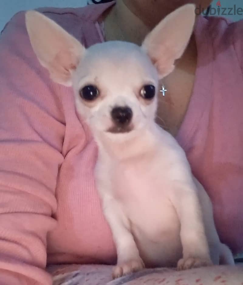 Male chihuahua 2