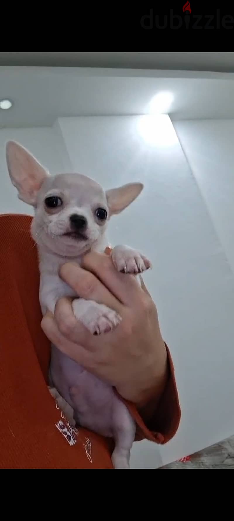 Male chihuahua 3