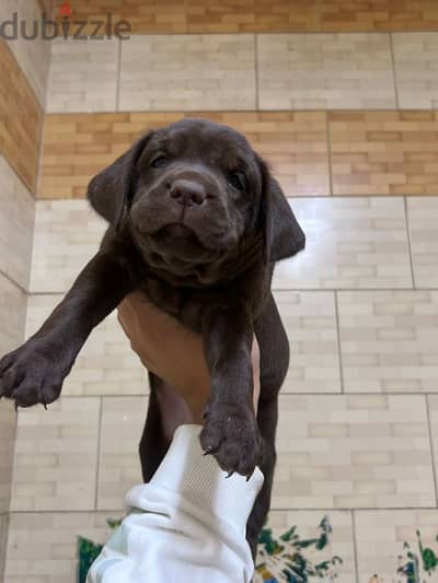 chocolate labrador puppies