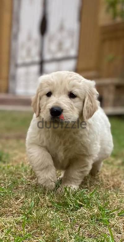 Golden retriever last male puppy