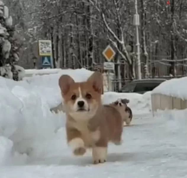 pembroke welsh corgi boy from Russia 1