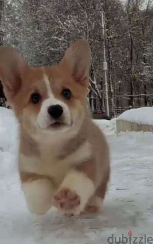 pembroke welsh corgi boy from Russia 2