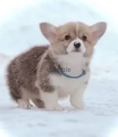 pembroke welsh corgi boy from Russia