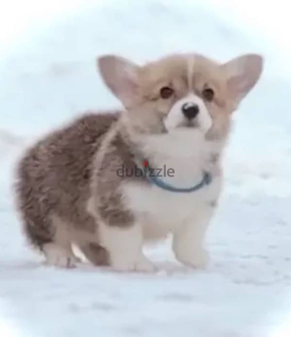 pembroke welsh corgi boy from Russia 3